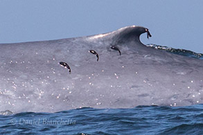 Remora on back of Blue Whale, photo by Daniel Bianchetta