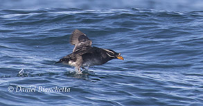 Rhinocerous Auklet, photo by Daniel Bianchetta