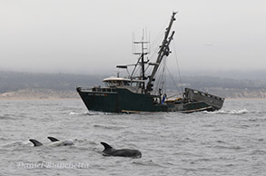 Risso's Dolphins by squid boat, photo by Daniel Bianchetta