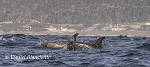 Bottlenose Dolphins near Hopkins Marine Station, photo by Daniel Bianchetta