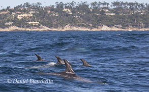 Risso's Dolphins, photo by Daniel Bianchetta