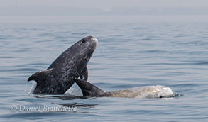 Risso's Dolphins, photo by Daniel Bianchetta