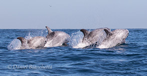 Risso's Dolphins, photo by Daniel Bianchetta