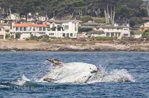 Running Risso's Dolphins, photo by Daniel Bianchetta