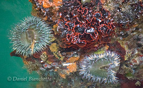 Sea Garden, photo by Daniel Bianchetta