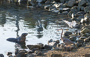 California Sea Lion, Great Blue Heron and Snowy Egret, photo by Daniel Bianchetta