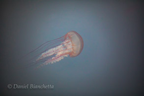 Sea Nettle Chrysaora, photo by Daniel Bianchetta