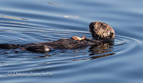 Sea Otter eating a crab, photo by Daniel Bianchetta