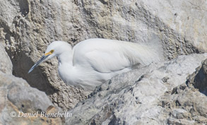 Snowy Egret, photo by Daniel Bianchetta