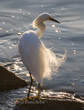 Snowy Egret, photo by Daniel Bianchetta