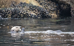 Southern Sea Otter, photo by Daniel Bianchetta