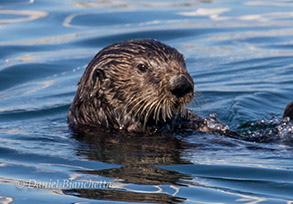 Southern Sea Otter, photo by Daniel Bianchetta