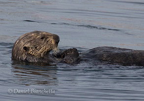 Southern Sea Otter, photo by Daniel Bianchetta