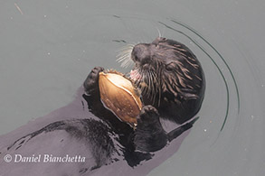 Southern Sea Otter eating a crab, photo by Daniel Bianchetta