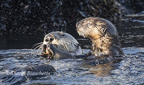 Southern Sea Otter mother and pup, photo by Daniel Bianchetta