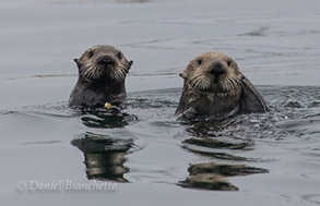 Southern Sea Otters, photo by Daniel Bianchetta