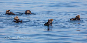 Southern Sea Otters, photo by Daniel Bianchetta