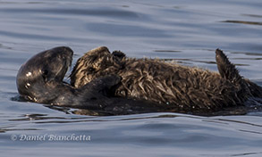 Southern Sea Otter mother and pup, photo by Daniel Bianchetta