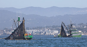 Squid boats by the Aquarium, photo by Daniel Bianchetta