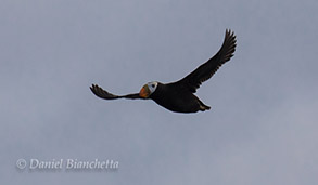 Tufted Puffin, photo by Daniel Bianchetta