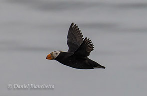 Tufted Puffin, photo by Daniel Bianchetta