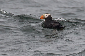 Tufted Puffin, photo by Daniel Bianchetta