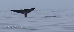 Two Blue Whales, photo by Daniel Bianchetta