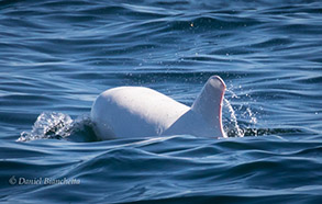 Albino Risso's Dolphin, photo by Daniel Bianchetta