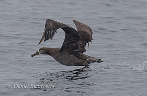 Black-footed Albatross, photo by Daniel Bianchetta