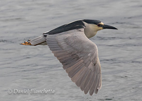 Black-crowned Night Heron, photo by Daniel Bianchetta