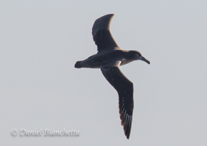 Black-footed Albatross, photo by Daniel Bianchetta