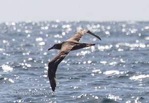 Black-footed Albatross , photo by Daniel Bianchetta