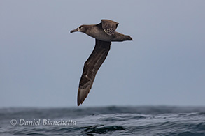 Black-footed Albatross, photo by Daniel Bianchetta