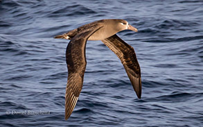 Black-footed Albatross, photo by Daniel Bianchetta