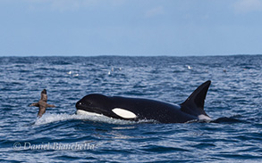 Black-footed Albatross and Killer Whale, photo by Daniel Bianchetta