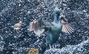 Black Turnstone and Brandt's Cormorant, photo by Daniel Bianchetta