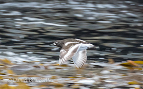 Black Turnstone, photo by Daniel Bianchetta