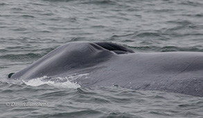 Blow holes of a Blue Whale, photo by Daniel Bianchetta