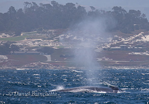 Blue Whale, photo by Daniel Bianchetta