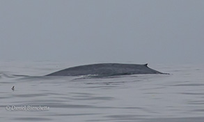 Blue Whale, photo by Daniel Bianchetta