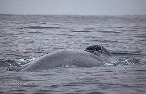 Blue Whale, photo by Daniel Bianchetta