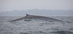 Blue Whale, photo by Daniel Bianchetta