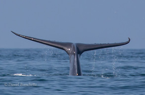 Blue Whale tail, photo by Daniel Bianchetta