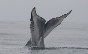 Blue Whale tail, photo by Daniel Bianchetta