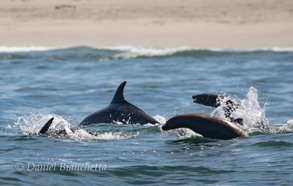 Bottlenose Dolphin with California Sea Lions, photo by Daniel Bianchetta