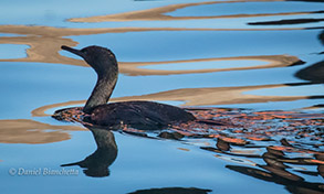 Brandt's Cormorant, photo by Daniel Bianchetta