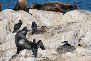 Brandt's Cormorants starting their nesting, photo by Daniel Bianchetta