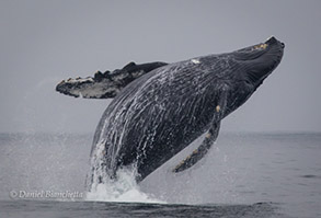 Breaching Humpback Whale, photo by Daniel Bianchetta