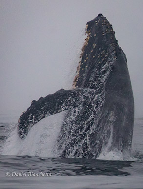 Breaching Humpback Whale, photo by Daniel Bianchetta