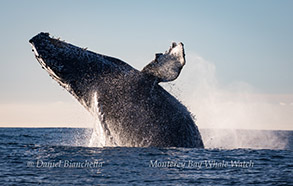 Breaching Humpback Whale, photo by Daniel Bianchetta